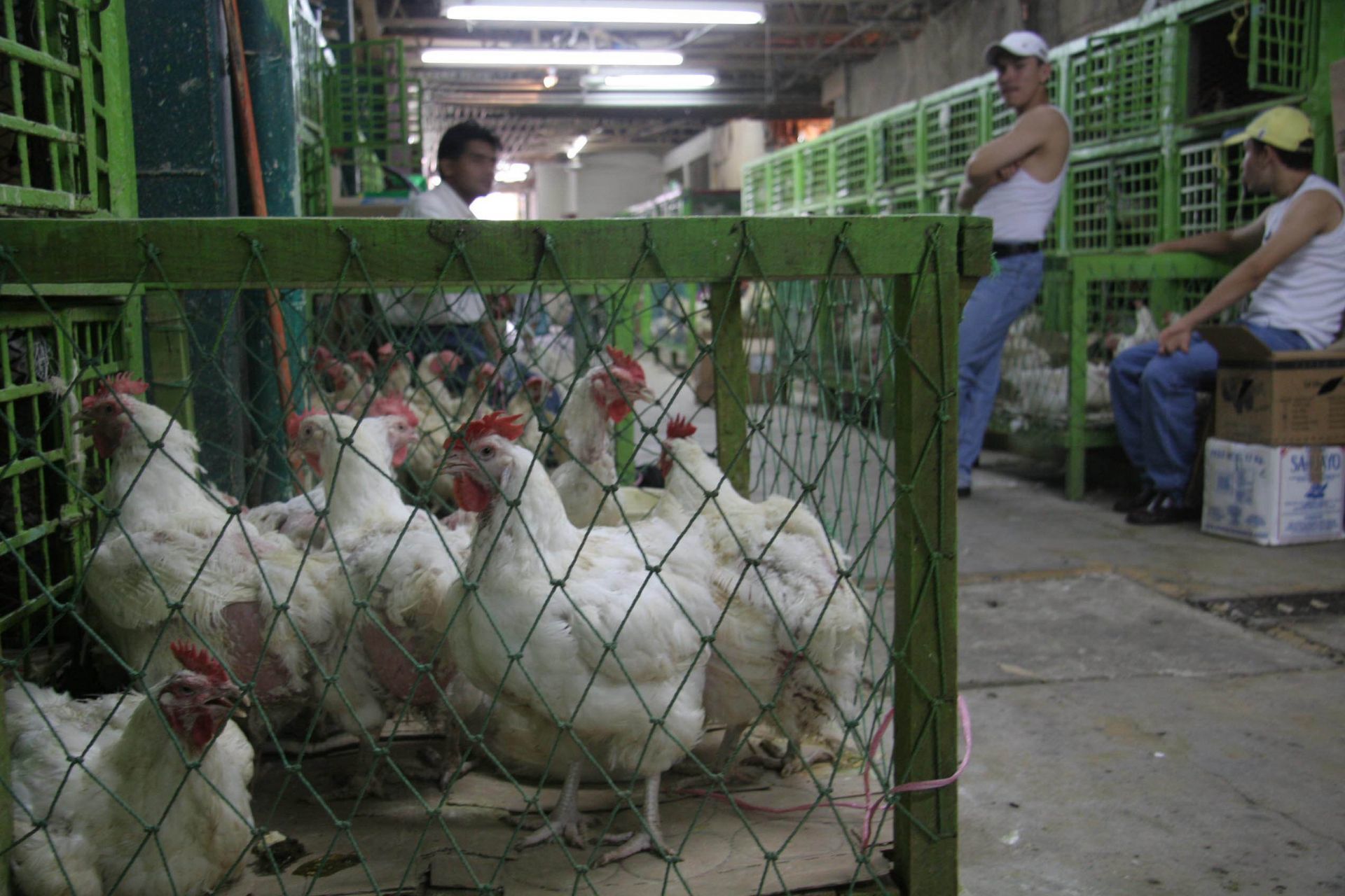 Detectan segundo caso de influenza aviar en humanos