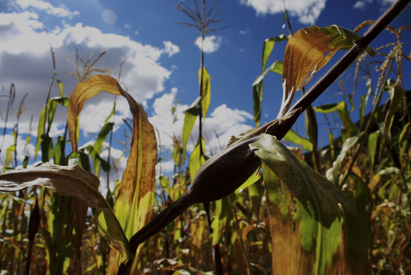 Habrá apoyo en Edomex por afectación climática a cultivos