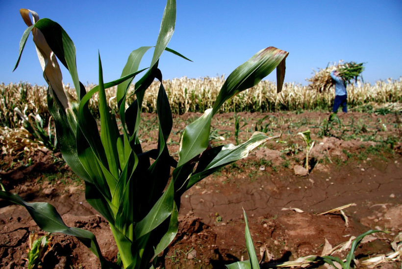 En 2023, algunas organizaciones reportaron pérdidas de hasta un 30% en maíz