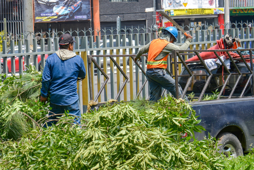 Aclaró que darle mantenimiento a un árbol no solamente es talarlo, sino darle la altura a través de la poda