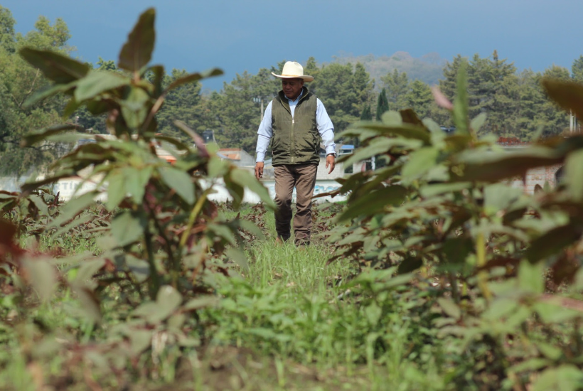 El Plan Integral de Amaranto es un programa que entrega semilla de manera gratuita a productores